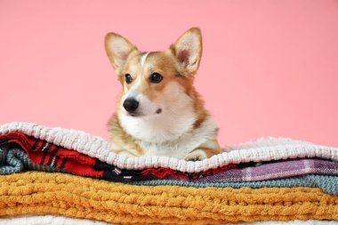 Pembe arka planda ekoseli şirin Corgi köpeği.