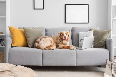 Oturma odasındaki gri kanepede dizüstü bilgisayarı olan şirin Avustralya çoban köpeği.