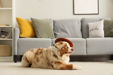 Tatlı Avustralya çoban köpeği, oturma odasında halıya uzanmış.