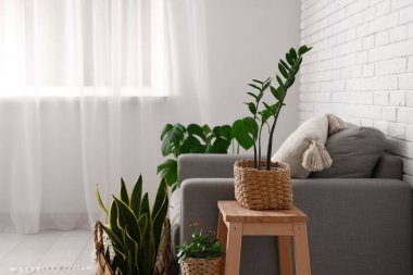 Oturma odasında kanepe, tabure ve yeşil bitkiler var.