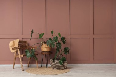 Şapkalı ahşap sandalye, masa ve odada kahverengi duvarın yanında Monstera bitkileri.