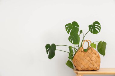 Beyaz duvarın yanındaki bankta Monstera bitkisi olan sepet, yakın plan.