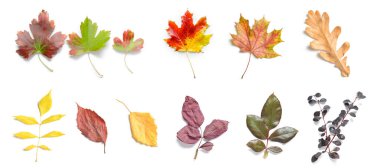 Beyaz arkaplanda farklı sonbahar yaprakları