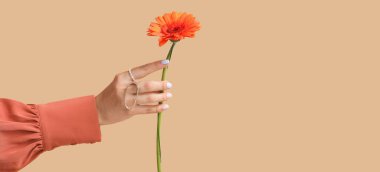 Güzel manikürlü kadın eli ve bej arka planda Gerbera çiçeği ve metin için yeri var.