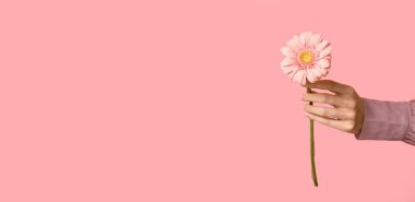 Pembe arka planda Gerbera çiçeğini tutan kadın el, metin için yer var.
