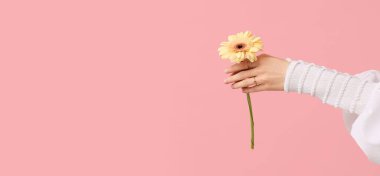 Pembe arka planda Gerbera çiçekli kadın elleri ve metin için yeri var.