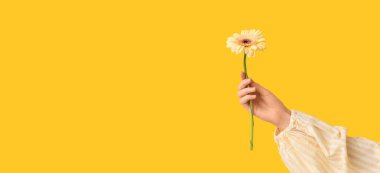 Sarı arkaplanda güzel bir gerbera ve metin için yeri olan bir kadın eli
