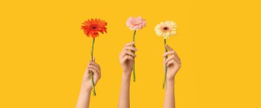 Sarı arka planda güzel Gerbera çiçekleri olan kadın elleri.