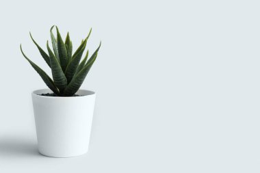 Işık arkaplanındaki yapay aloe