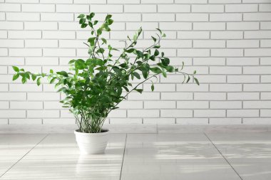 Beyaz tuğla duvarın yanındaki yeşil ev bitkisi.
