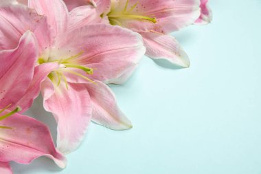 Mavi arka planda güzel zambak çiçekleri