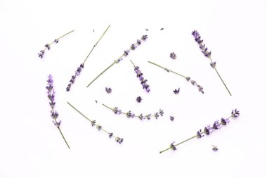 Beyaz arka planda güzel lavanta çiçekleri dalları