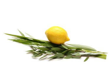 Beyaz arka planda dört tür (lulav, hadas, arava, etrog) Sukkot festival sembolü olarak