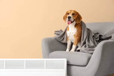 Koltuğunda sevimli Beagle köpeği ve bej duvarın yanında radyatör.