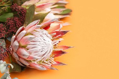 Turuncu arka planda güzel pembe protea çiçekleri, yakın plan.