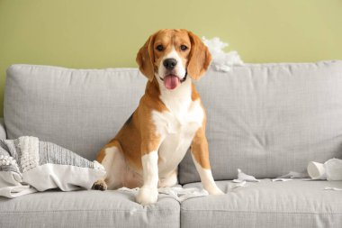 Yastığı yırtık olan yaramaz Beagle köpeği dağınık oturma odasındaki yeşil duvarın yanında oturuyor.