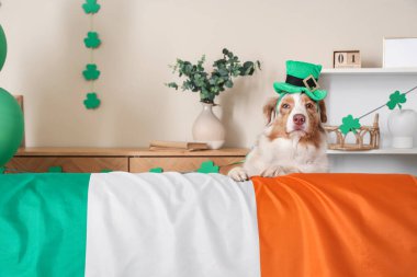 Evde İrlanda bayrağı ve cüce şapkalı şirin Avustralya çoban köpeği. Aziz Patrick Günü kutlaması