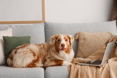 Oturma odasındaki gri koltukta dizüstü bilgisayarı olan şirin Avustralya çoban köpeği.