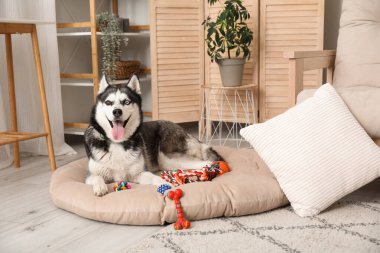 Evcil hayvan yatağındaki sevimli Husky köpeği.
