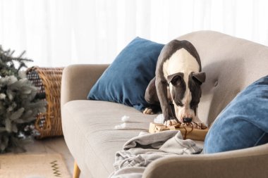 Yaramaz Staffordshire Teriyeri Noel hediyesi kutusunu evdeki kanepede çiğniyor.