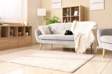 Modern oturma odasındaki kanepede oturan sevimli siyah kedi.