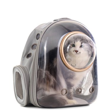 Beyaz arka planda, sırt çantalı şirin kedi.