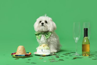 Papyonlu şirin Bolonez köpeği yeşil arka planda şampanya ve pastayla doğum gününü kutluyor.