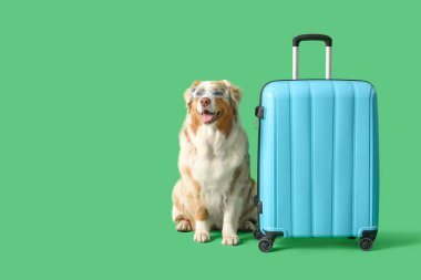 Yeşil arka planda bavulu olan, güneş gözlüklü şirin Avustralya çoban köpeği.