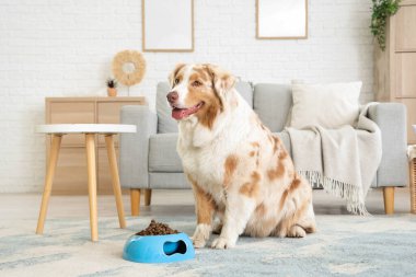 Avustralya çoban köpeği ve evde kuru evcil hayvan yiyeceği ile bovling