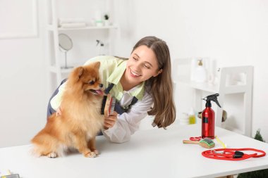 Kadın kuaför, kuaförde şirin Pomeranya köpeği fırçalıyor.