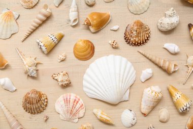 Ahşap arka planda birçok farklı deniz kabuğu
