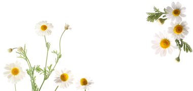 Beyaz arkaplanda güzel papatyalar ve metin için boşluk