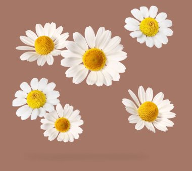 Kahverengi arka planda birçok güzel papatya çayı