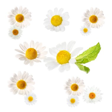 Beyaz arkaplanda güzel papatyalar.