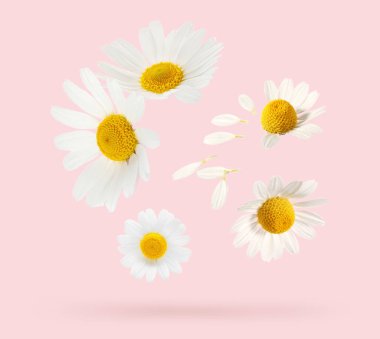 Pembe arka planda bir sürü güzel papatya çayı