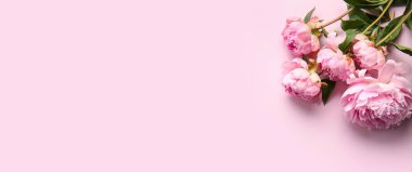 Pembe arka planda güzel şakayık çiçekleri, yakın plan.