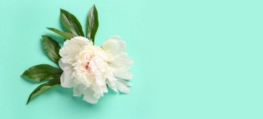 Turkuaz arkaplanda yaprakları olan güzel şakayık çiçekleri. 