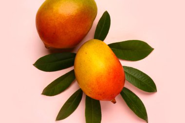 Açık pembe arka planda taze olgun mangolar