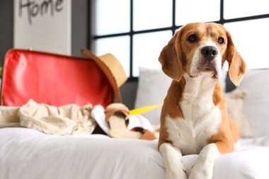 Tatlı Beagle köpeği ve bavul. Yatak odasında yazlık giysiler var.