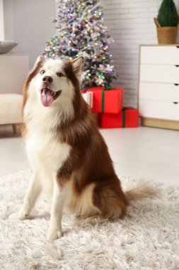 Noel arifesinde sevimli Husky köpeği evde.