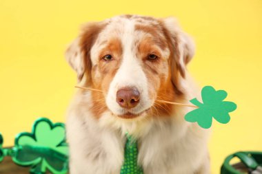 Sarı arka planda kağıt yoncalı şirin Avustralya çoban köpeği, yakın plan. Aziz Patrick Günü kutlaması