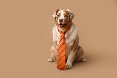 Bej arka planda kravatı olan komik Avustralyalı çoban köpeği.