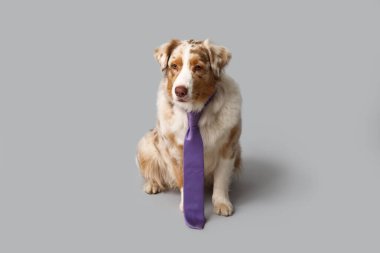 Gri arka planda kravatı olan şirin bir Avustralya çoban köpeği.