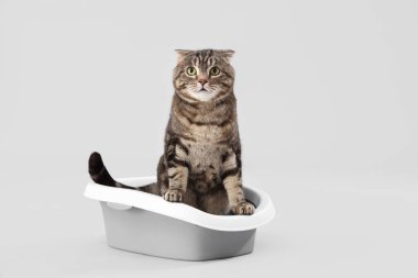 Gri arka plandaki çöp kutusunda sevimli bir kedi.