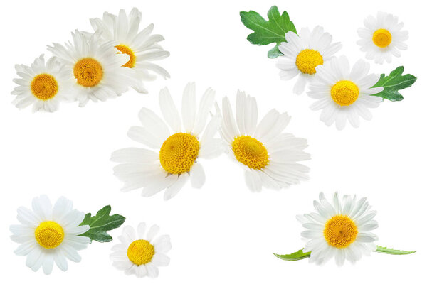 Набор красивых ромашки на белом фоне