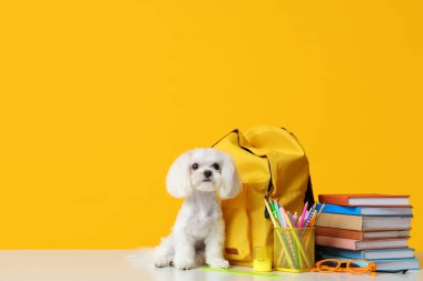 Gözlüklü ve sarı arka planda farklı okul kırtasiyesi olan şirin bir Maltese köpeği.