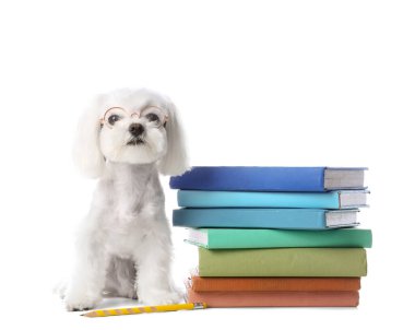 Gözlüklü şirin Maltese köpeği ve beyaz arka planda bir yığın kitap.