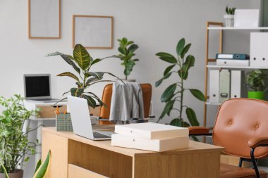 Modern dizüstü bilgisayarı ve farklı ev bitkileri olan şık bir ofis.