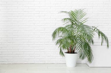 Beyaz tuğla duvarın yanında şık dolap ve ev bitkisi