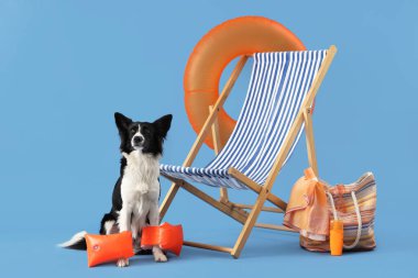 Mavi arka planda şişme kollukları, şezlongları ve seyahat aksesuarları olan şirin bir Border Collie köpeği.